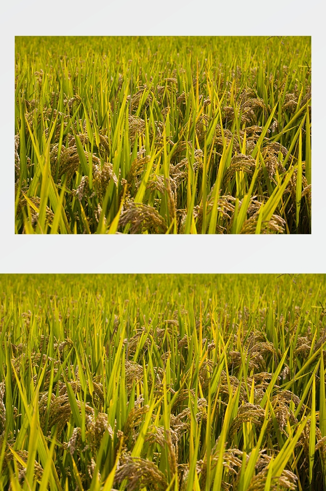 高清自然风景摄影图片稻田稻穗水稻田园风光设计素材