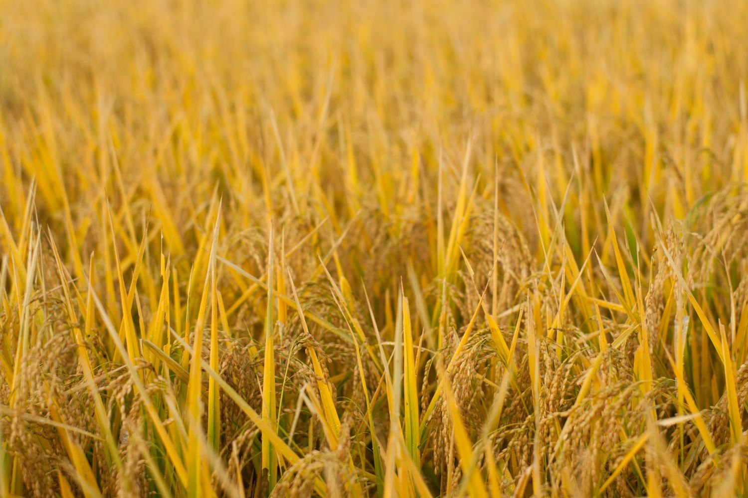 高清自然风景摄影图片稻田稻穗水稻田园风光设计素材 (136)