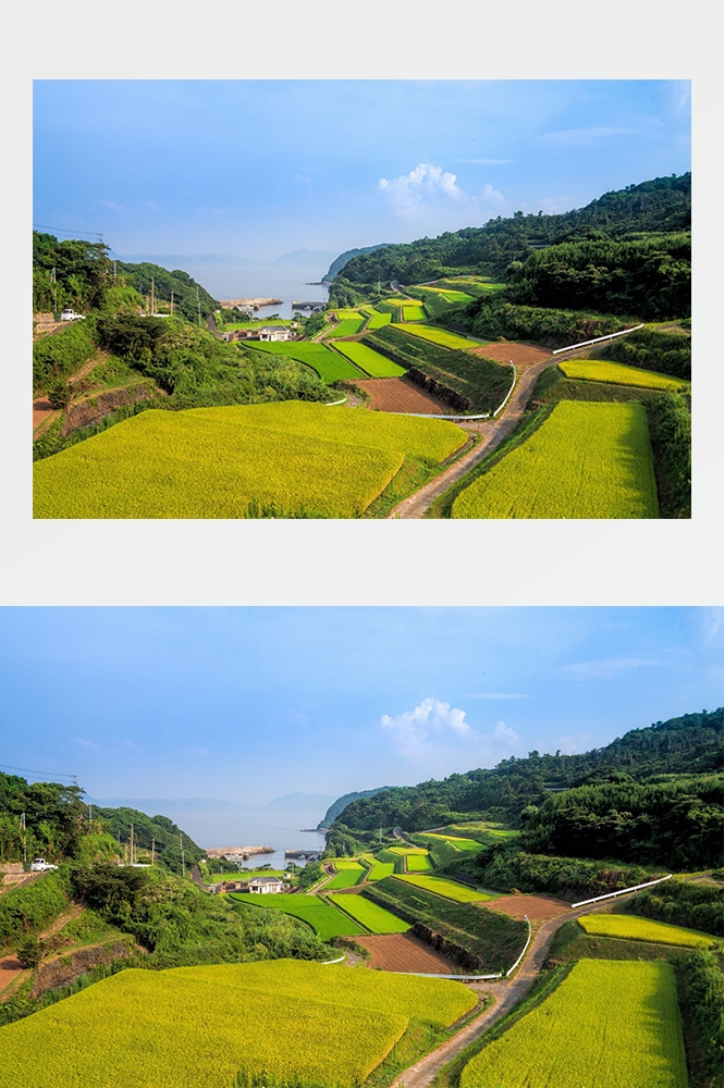 高清自然风景摄影图片稻田稻穗水稻田园风光设计素材