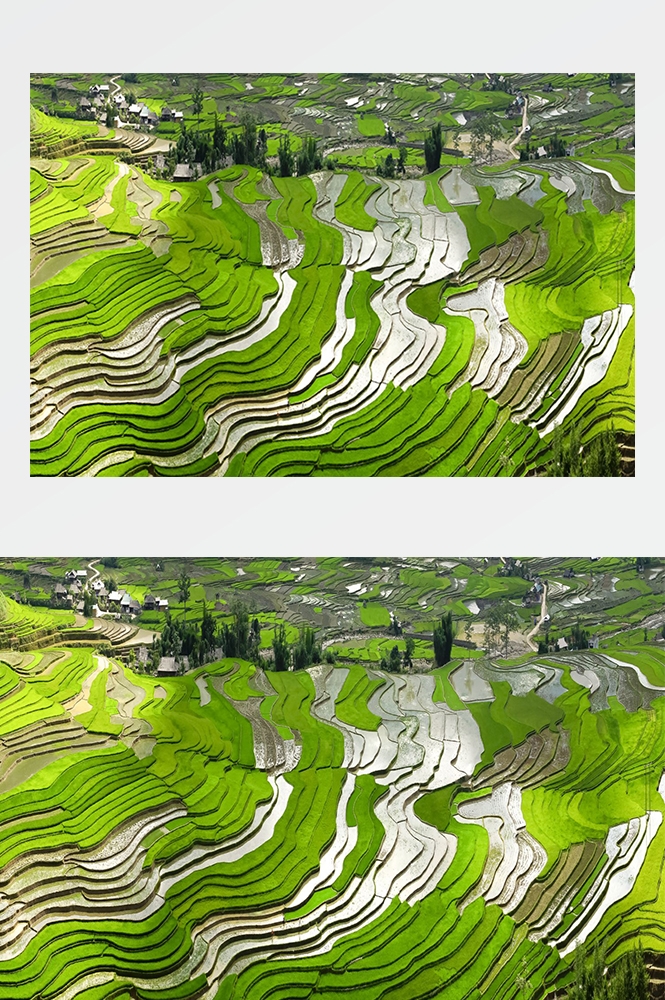 高清自然风景摄影图片稻田稻穗水稻田园风光设计素材