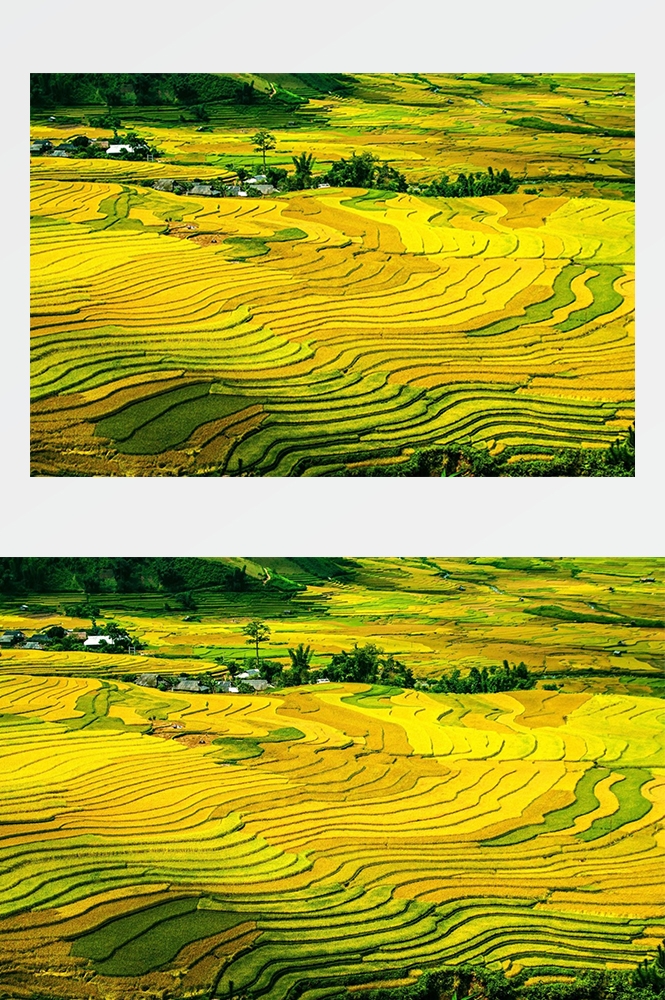 高清自然风景摄影图片稻田稻穗水稻田园风光设计素材