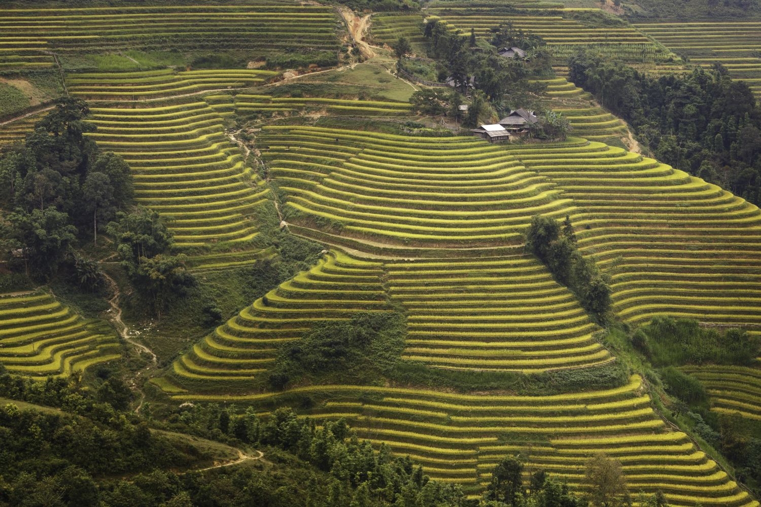 高清自然风景摄影图片稻田稻穗水稻田园风光设计素材 (108)