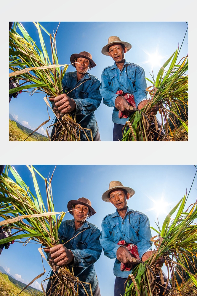 高清自然风景JPG摄影图片稻田稻穗水稻田园风光