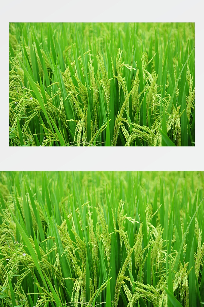高清自然风景摄影图片稻田稻穗水稻田园风光设计素材