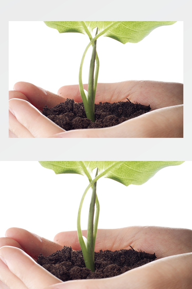 高清自然风景JPG图片幼苗嫩芽嫩叶树苗植物成长
