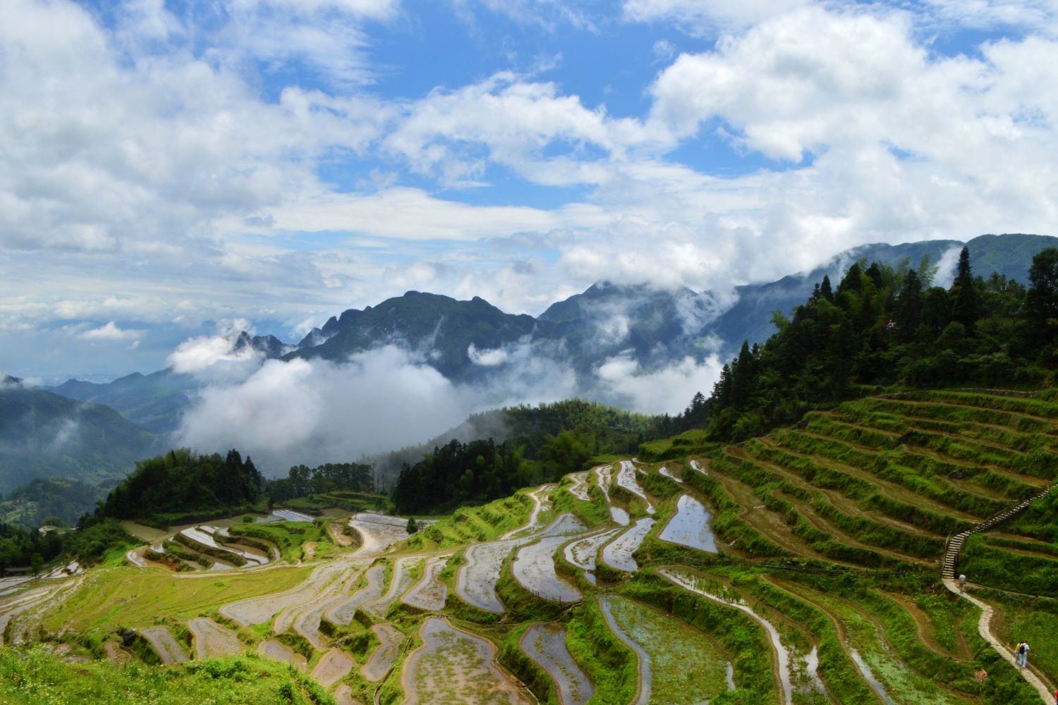 高清自然风景摄影图片稻田稻穗水稻田园风光设计素材 (180)