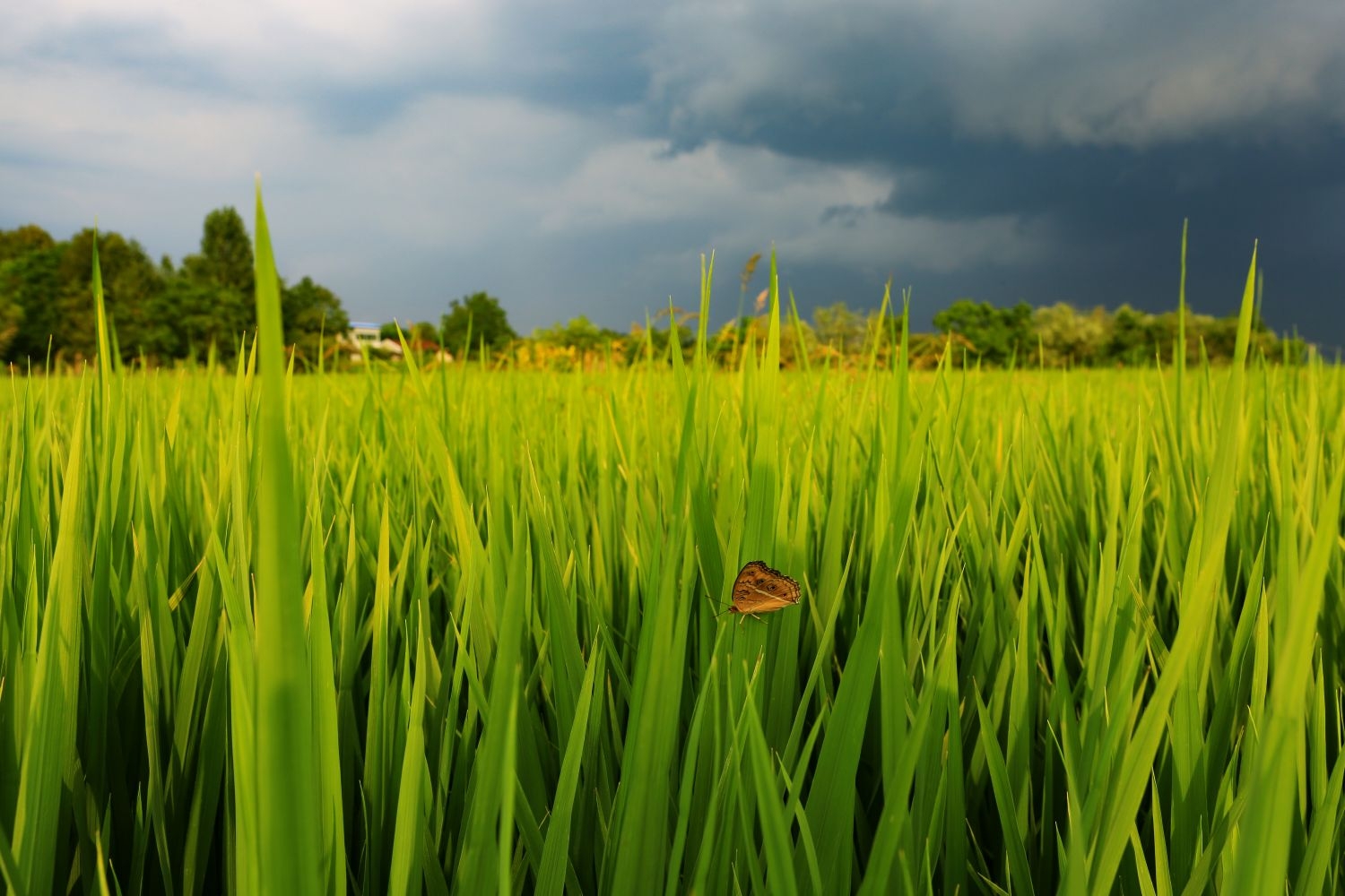 高清自然风景摄影图片稻田稻穗水稻田园风光设计素材 (171)