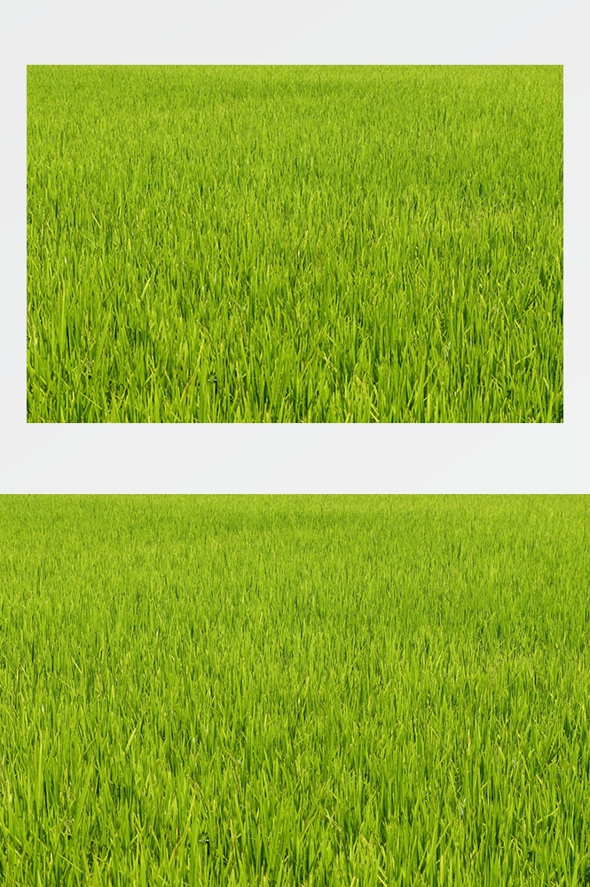 高清自然风景摄影图片稻田稻穗水稻田园风光设计素材