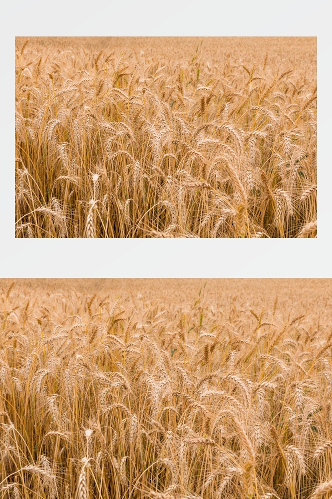 乡村田野风光高清图片 (258)