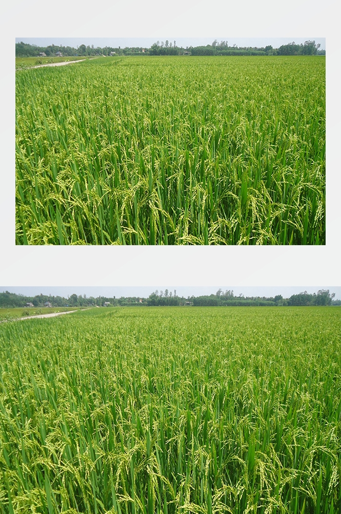 高清自然风景摄影图片稻田稻穗水稻田园风光设计素材