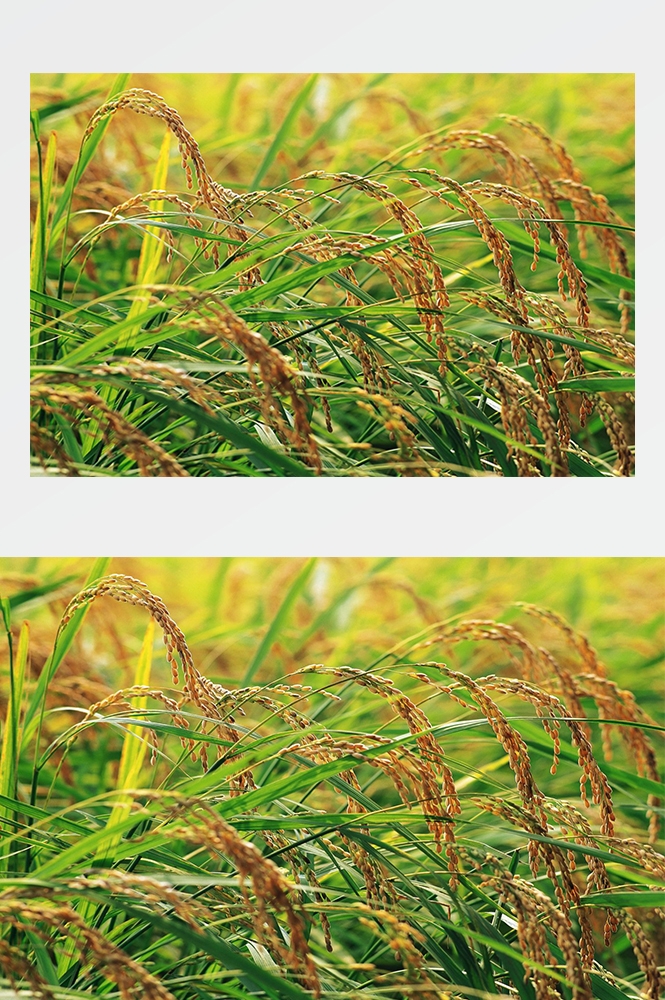 高清自然风景摄影图片稻田稻穗水稻田园风光设计素材