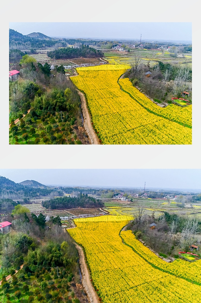 高清自然风景摄影图片稻田稻穗水稻田园风光设计素材