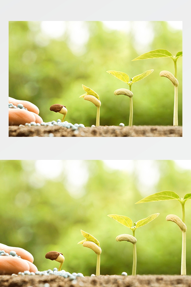 高清自然风景JPG图片幼苗嫩芽嫩叶树苗植物成长