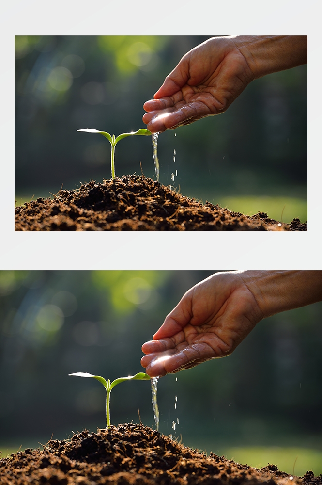 高清自然风景JPG图片幼苗嫩芽嫩叶树苗植物成长