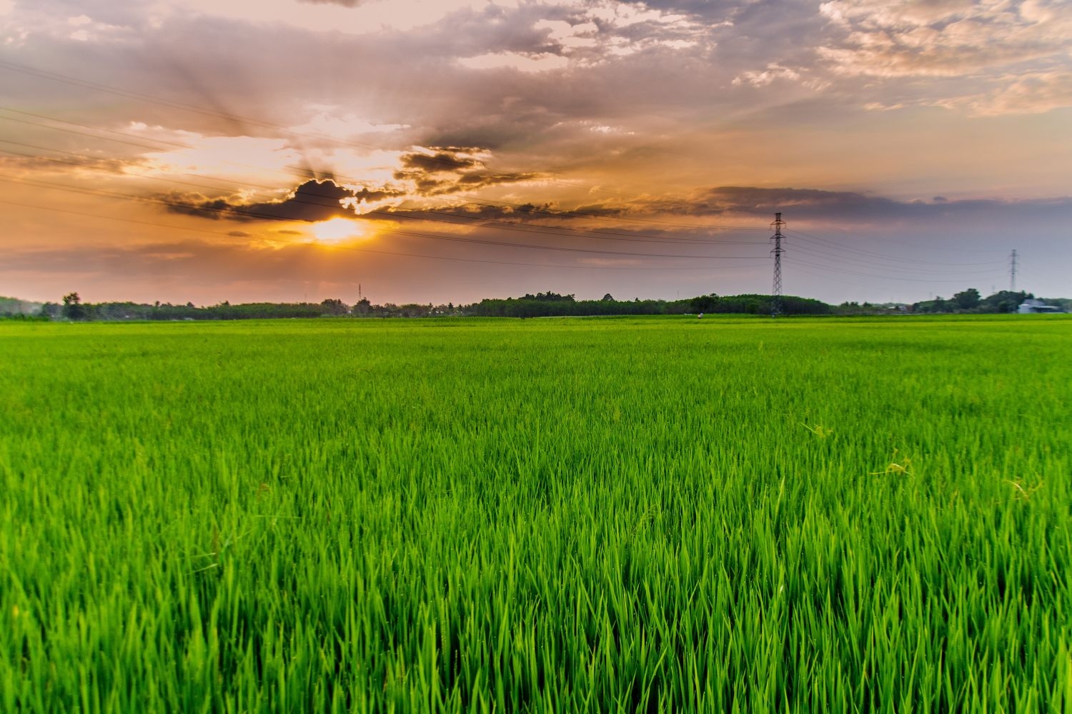 高清自然风景摄影图片稻田稻穗水稻田园风光设计素材 (86)
