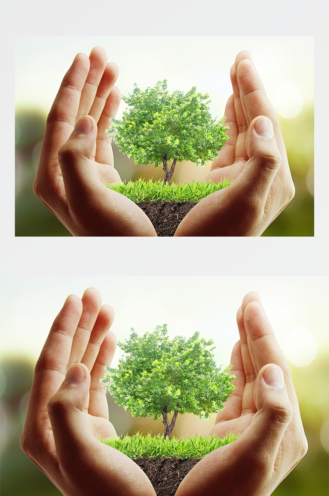 高清自然风景JPG图片幼苗嫩芽嫩叶树苗植物成长