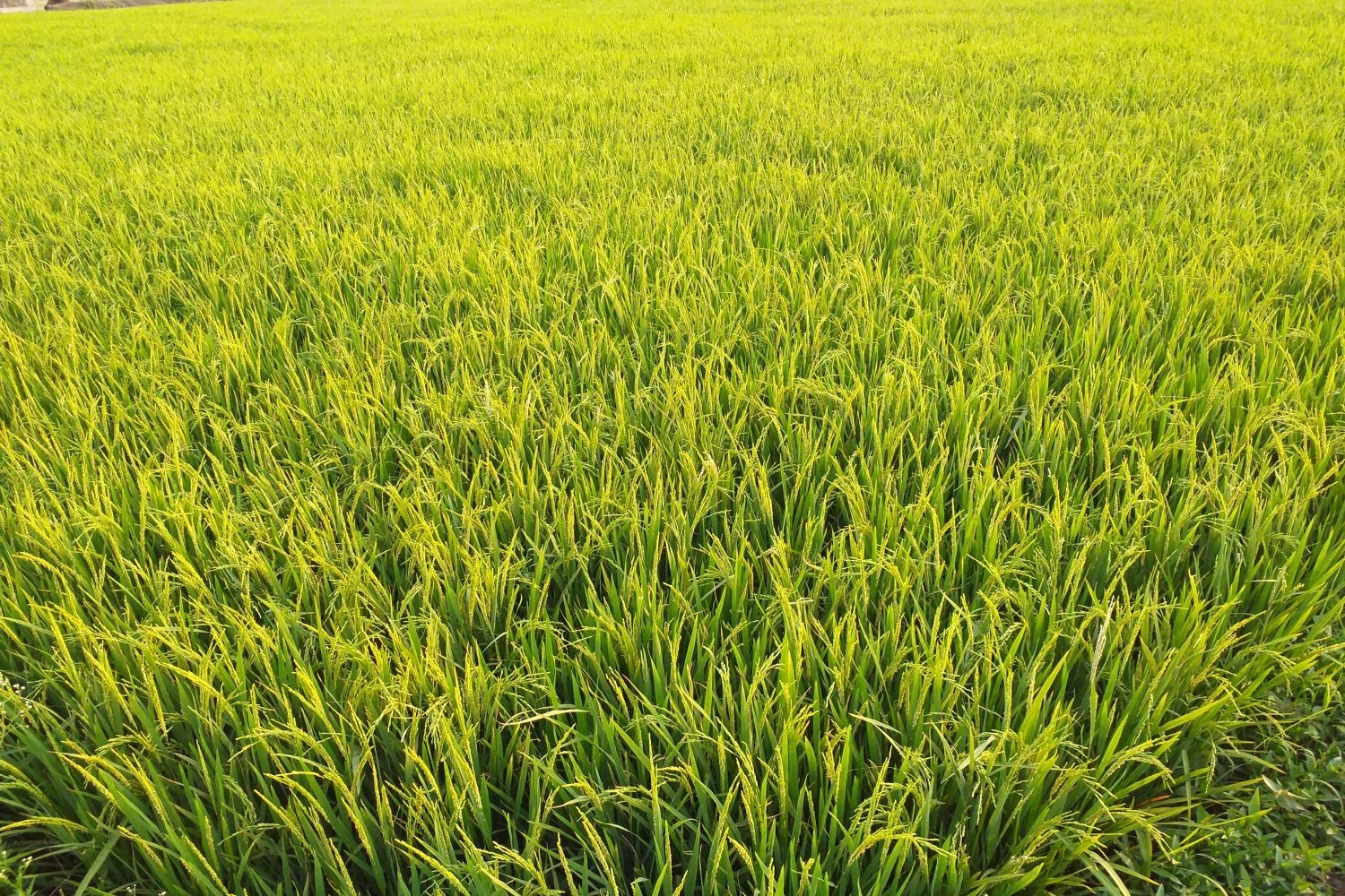 高清自然风景摄影图片稻田稻穗水稻田园风光设计素材 (51)