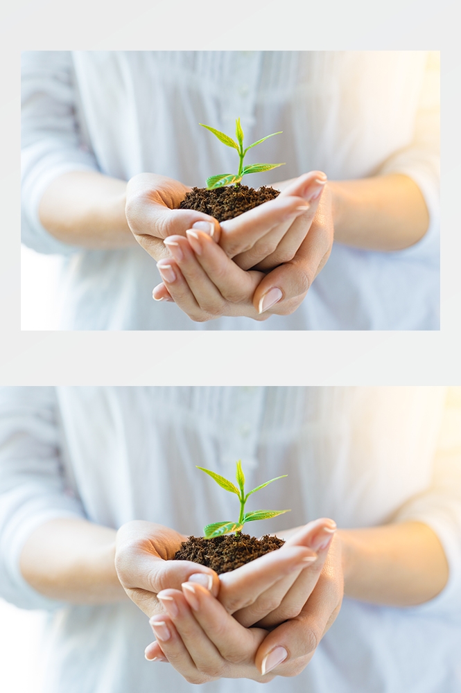 高清自然风景JPG图片幼苗嫩芽嫩叶树苗植物成长