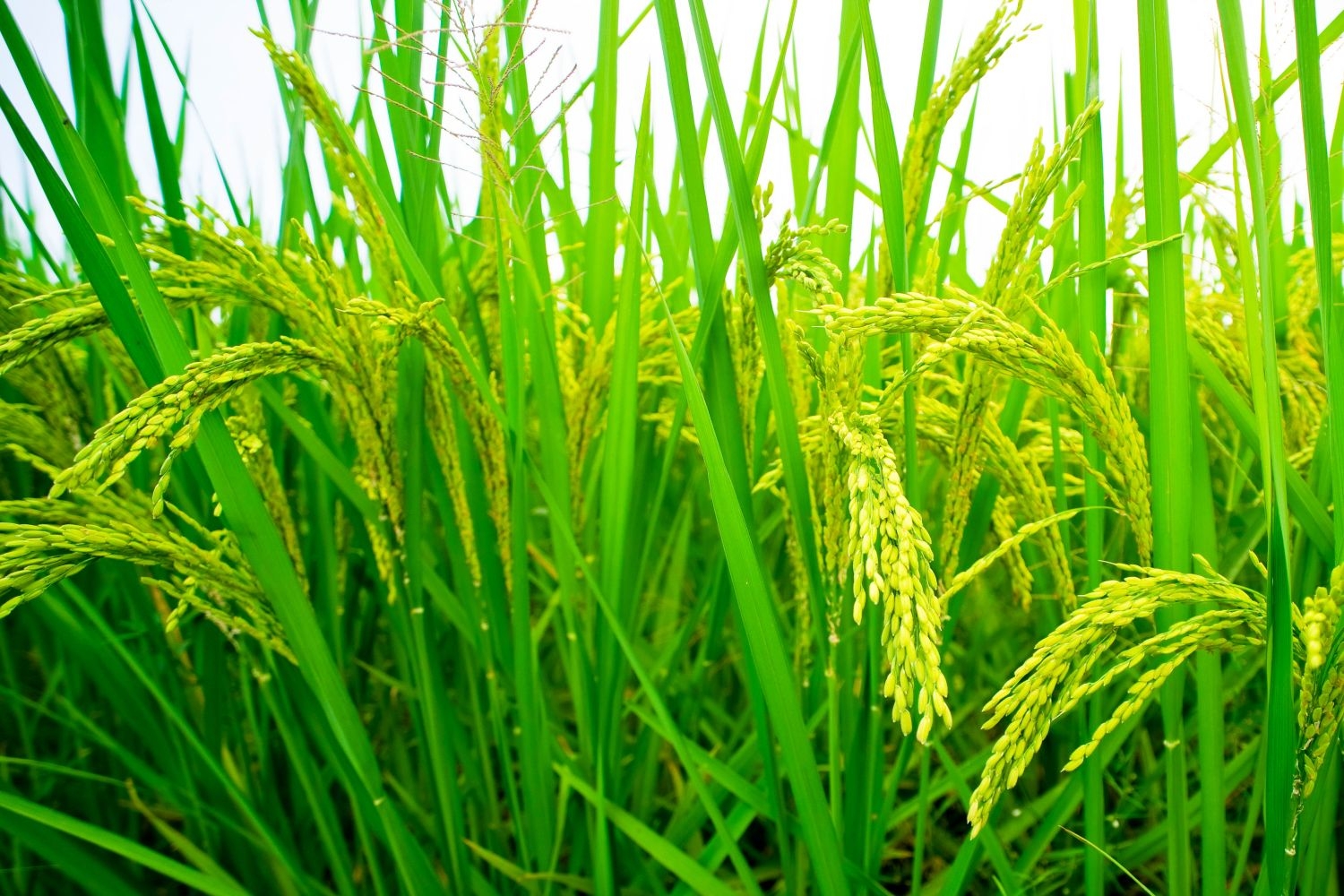 高清自然风景摄影图片稻田稻穗水稻田园风光设计素材 (158)