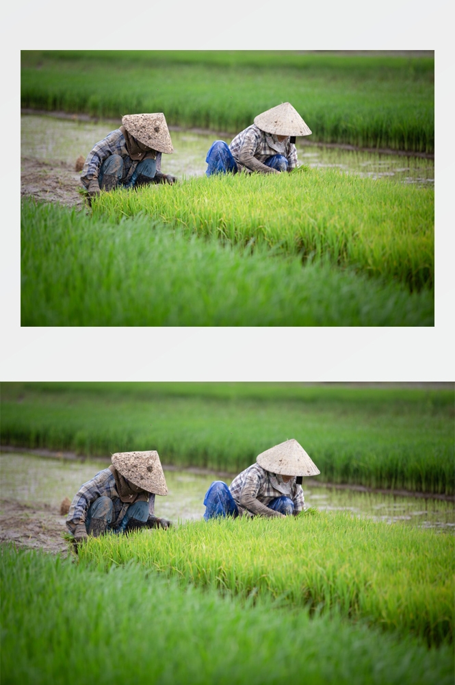 农业生产插秧收割农活高清图片 (215)