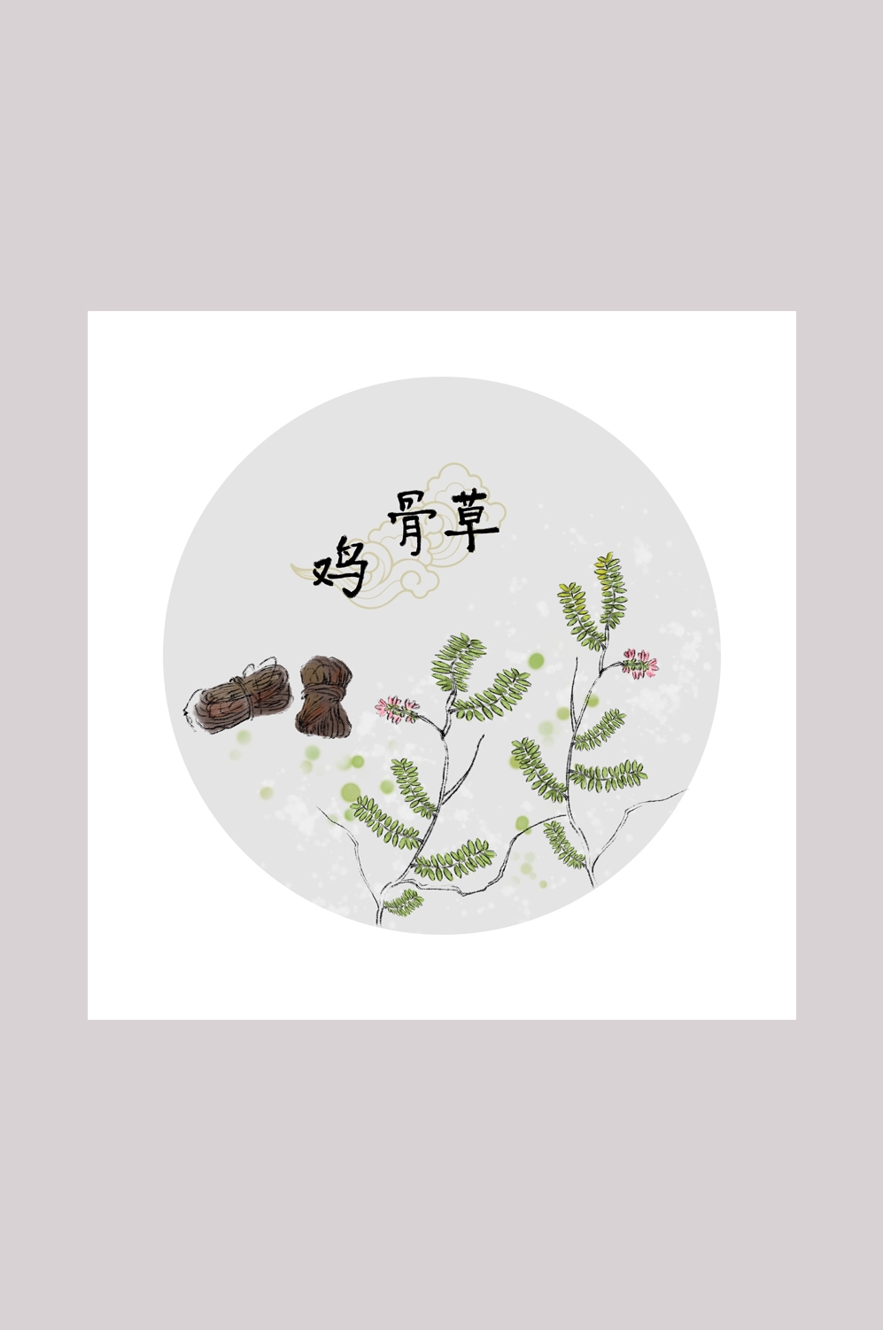 中国传统中医挂画中草药图集插画海报展板鸡骨草43