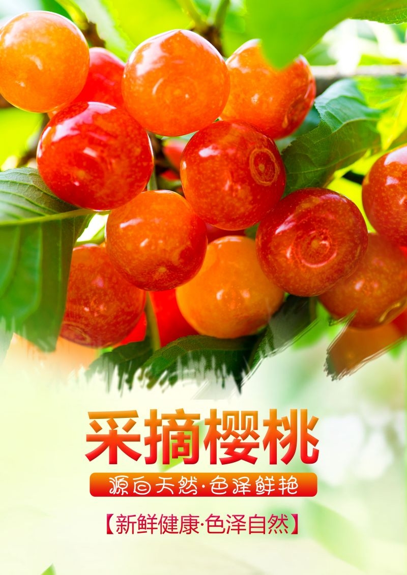 新鲜的樱桃促销宣传单海报展板背景广告设计素材 (37)
