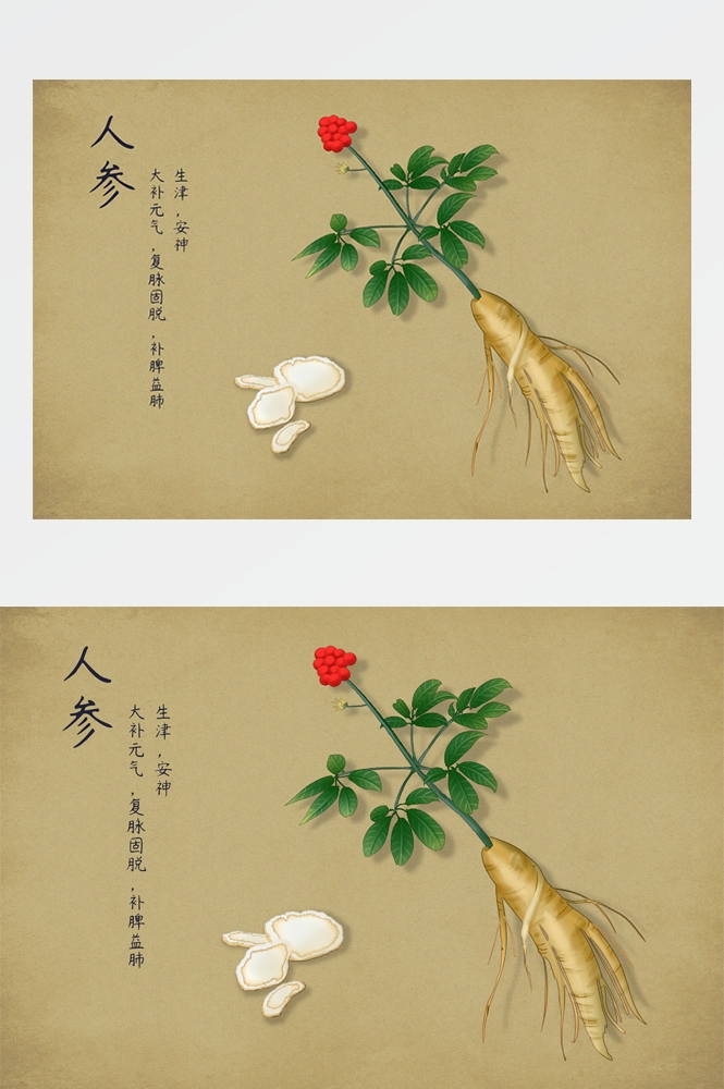 中国传统中医挂画中草药图集插画海报展板 (24)