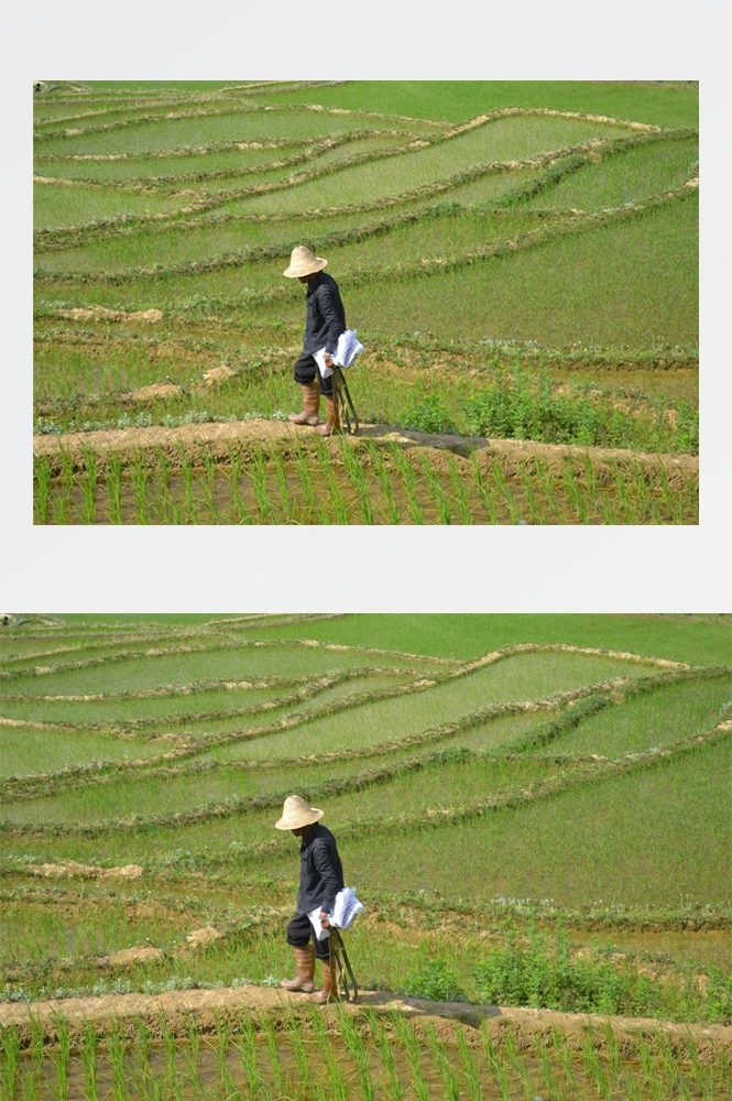 农业生产插秧收割农活高清图片