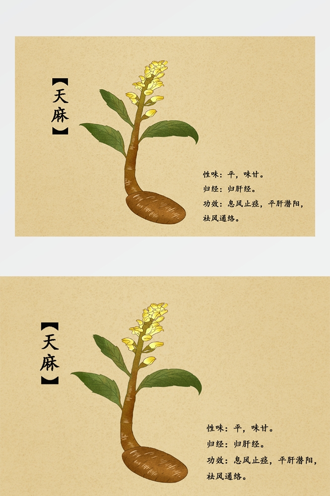 中国传统中医挂画中草药图集插画海报展板天麻12