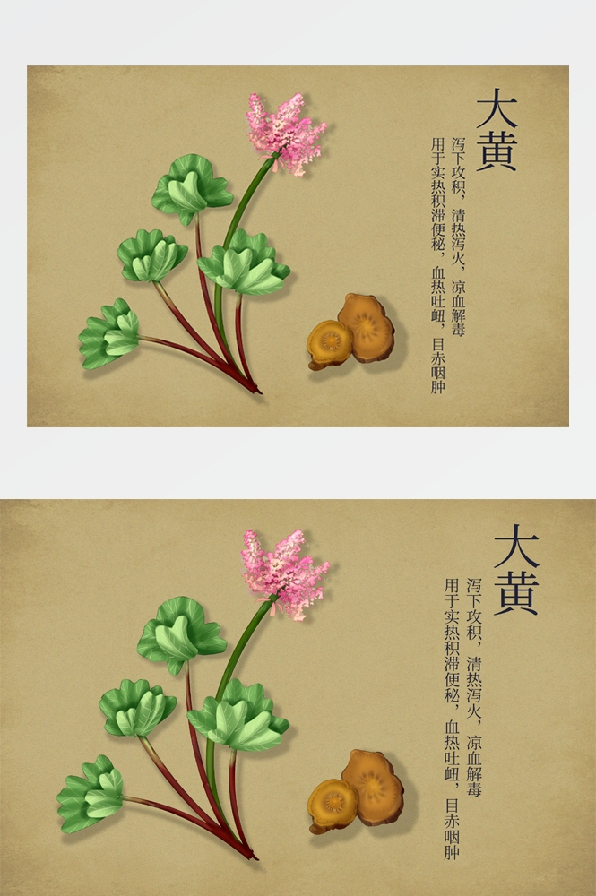 中国传统中医挂画中草药图集插画海报展板 (8)