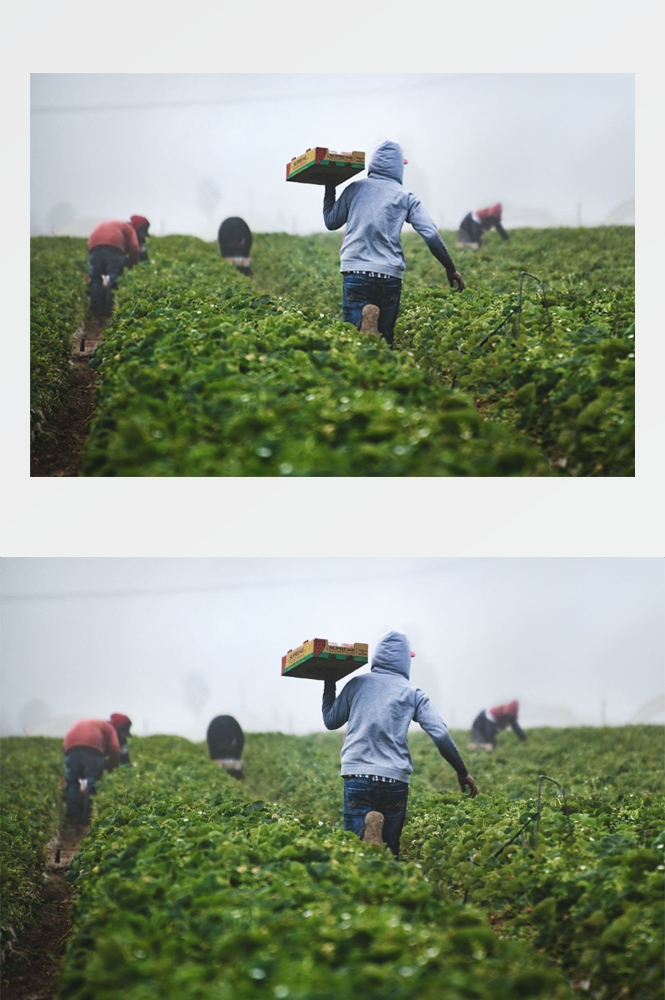 农业生产插秧收割农活高清图片 (98)