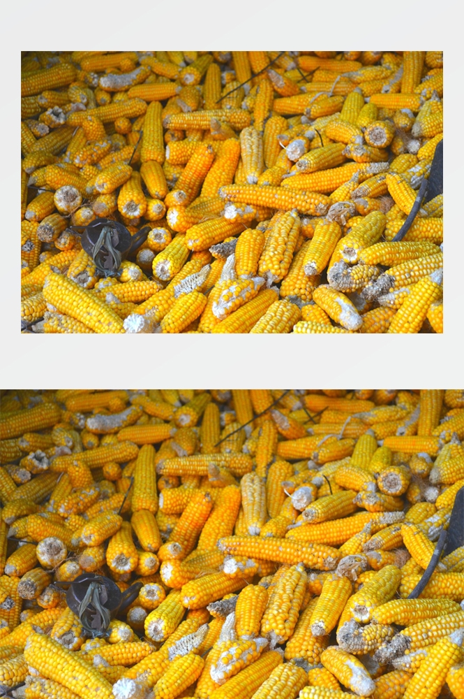 农业生产插秧收割农活高清图片 (70)