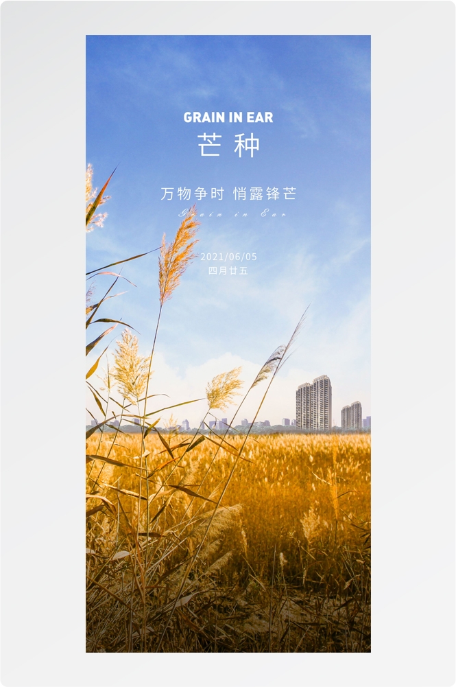 二十四24节气芒种小麦风景海报 (7)