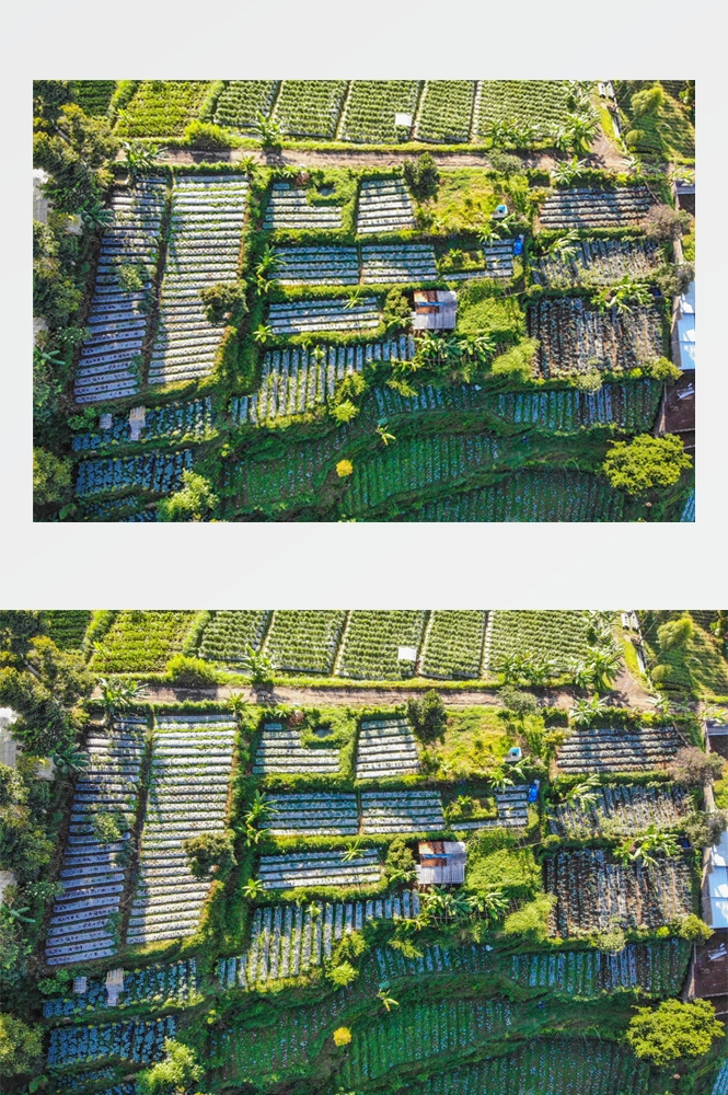 农业生产插秧收割农活高清图片