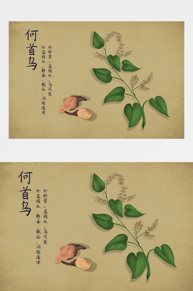 中国传统中医挂画中草药图集插画海报展板 (15)