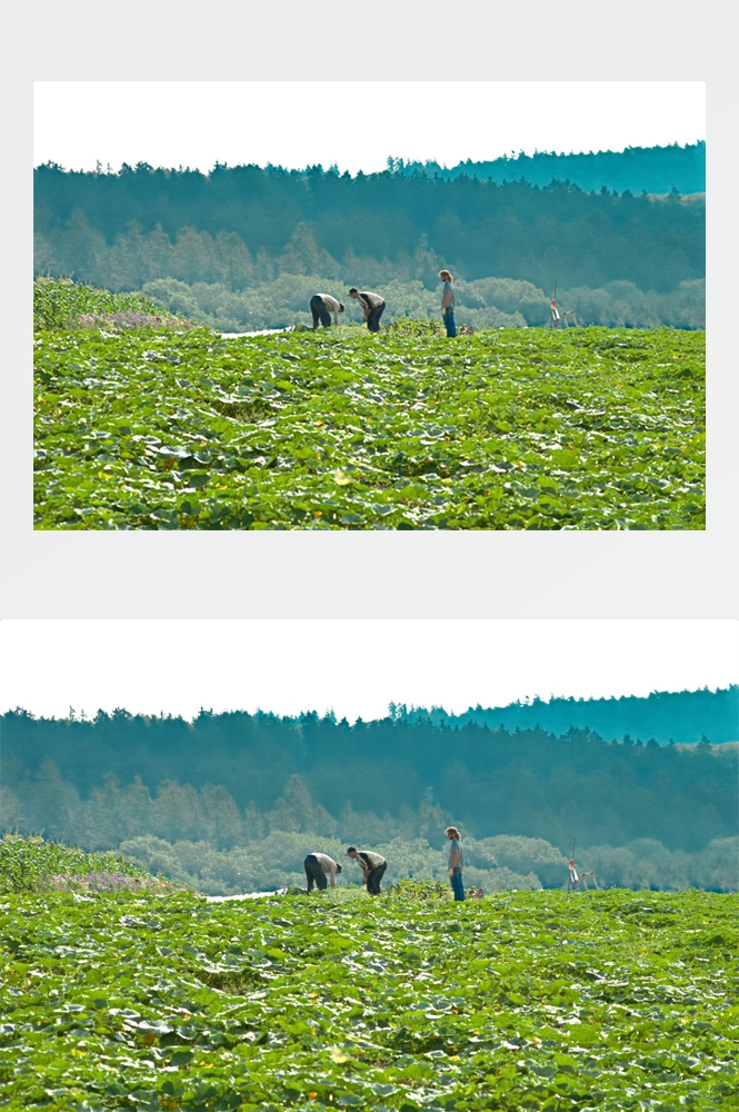 农业生产插秧收割农活高清图片 (90)