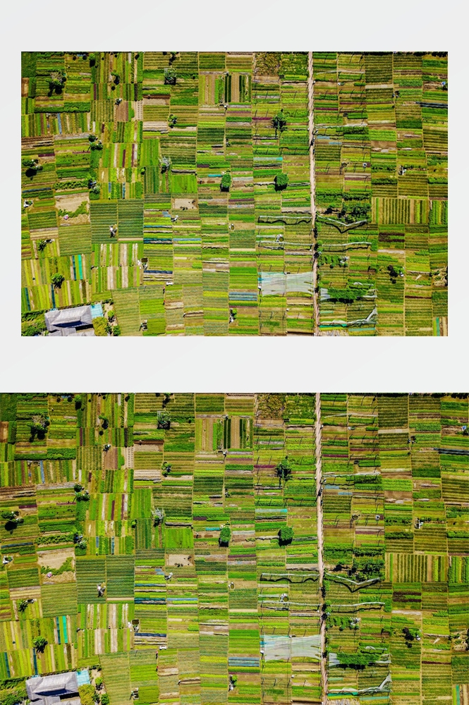 农业生产插秧收割农活高清图片 (25)