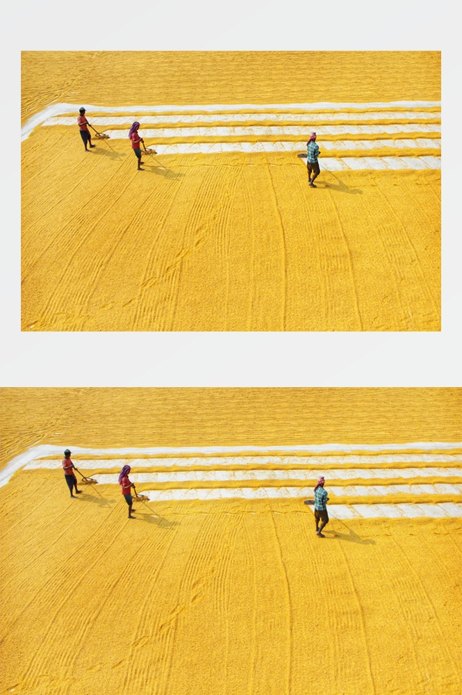 农业生产插秧收割农活高清图片 (198)