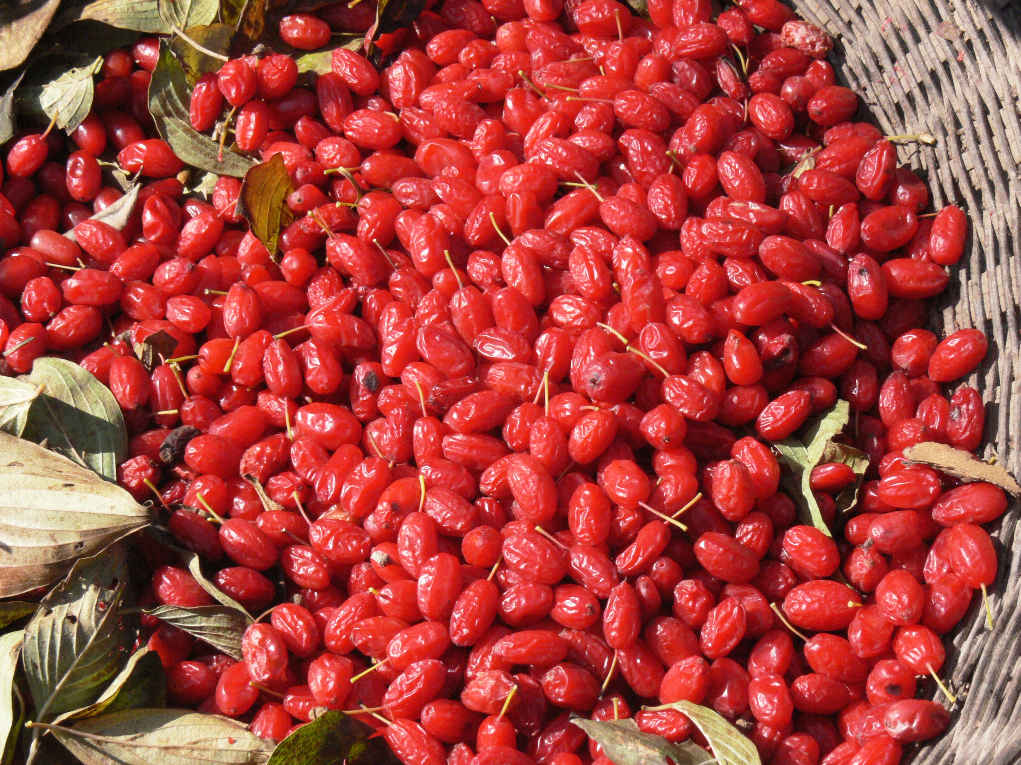 中药山茱萸果