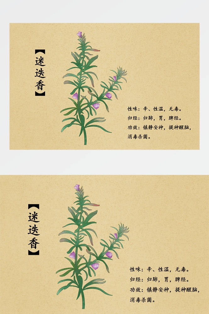 中国传统中医挂画中草药图集插画海报展板迷迭香26