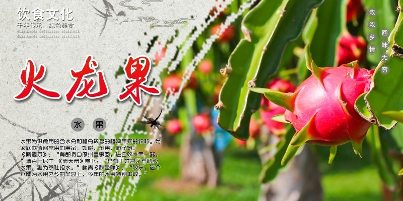 新鲜火龙果海报展板背景促销宣传素材 (10)