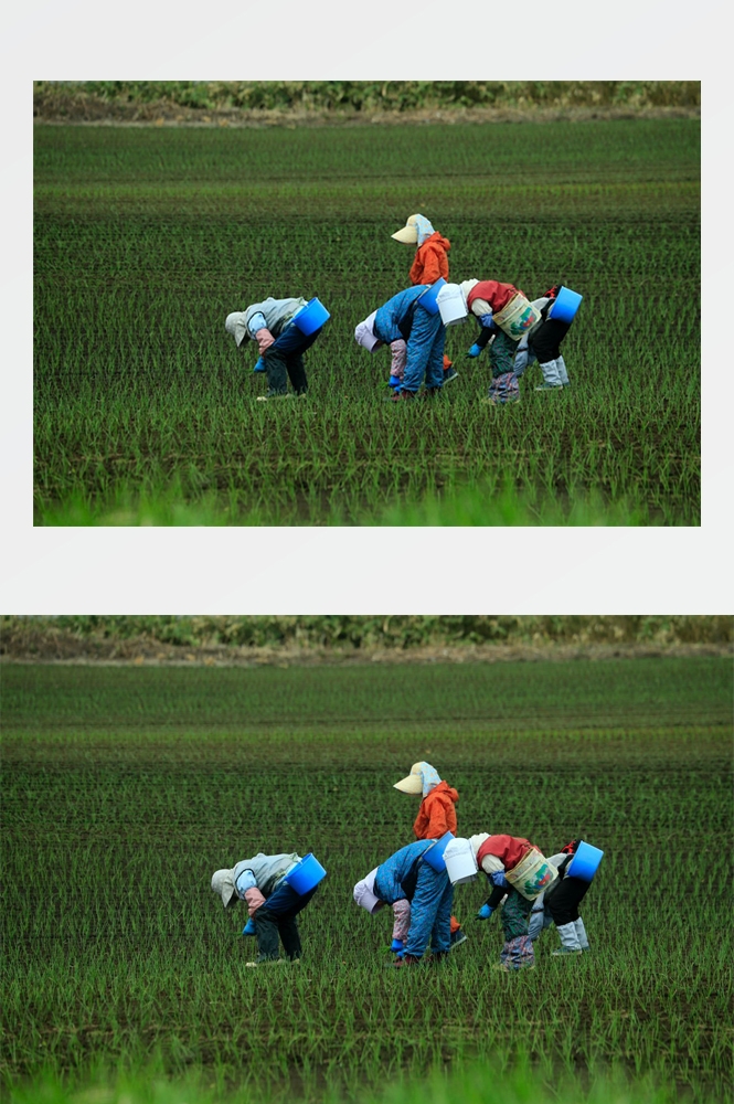 农业生产插秧收割农活高清图片 (223)