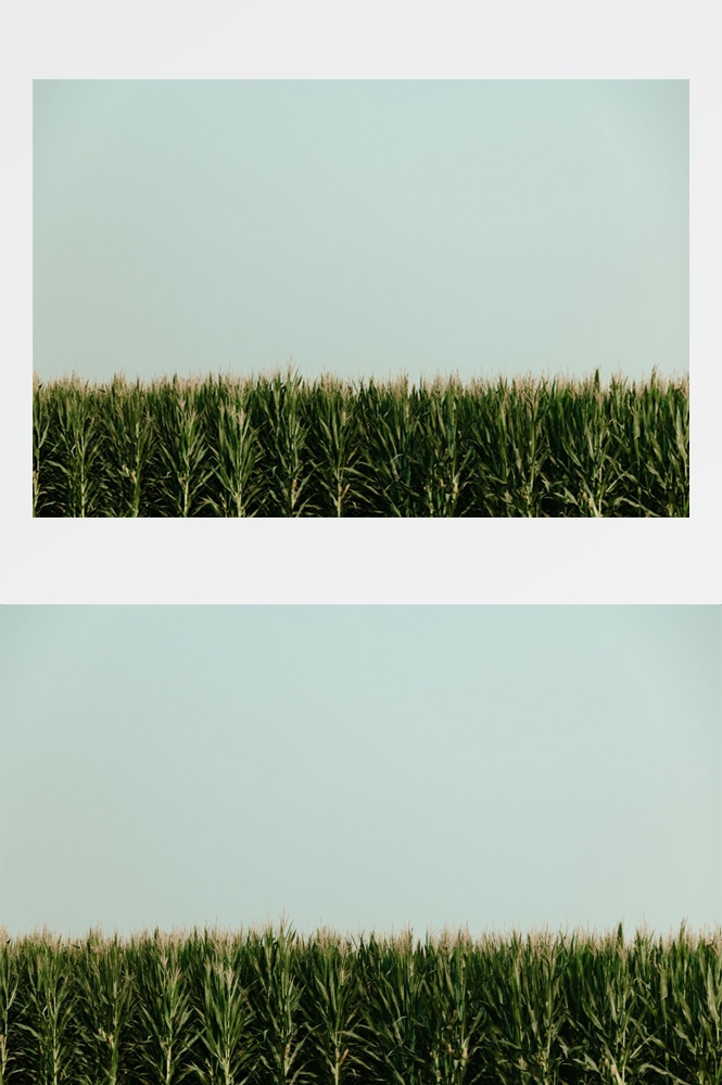 农业生产插秧收割农活高清图片 (165)