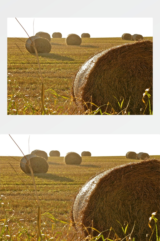 农业生产插秧收割农活高清图片 (59)