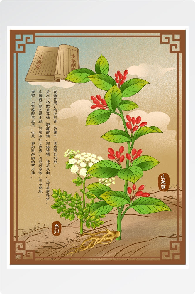 中国传统中医挂画中草药图集插画素材山茱萸21