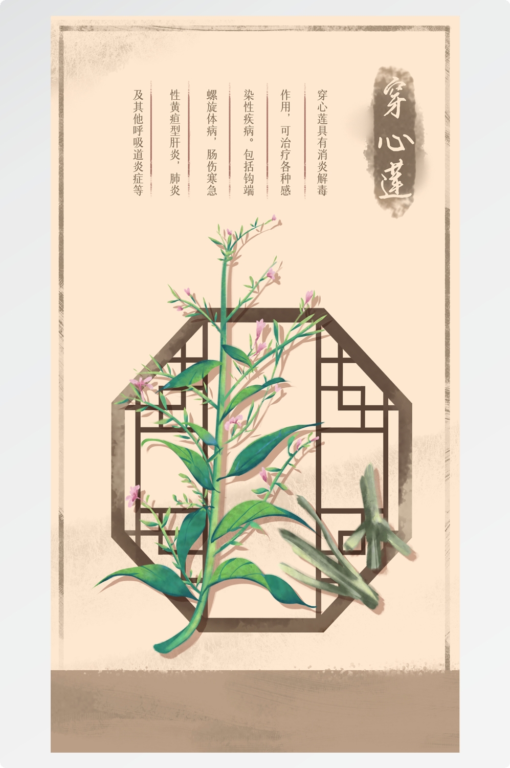 中国传统中医挂画中草药图集插画素材穿心莲7