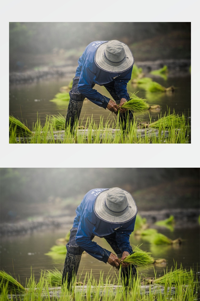 农业生产插秧收割农活高清图片 (246)