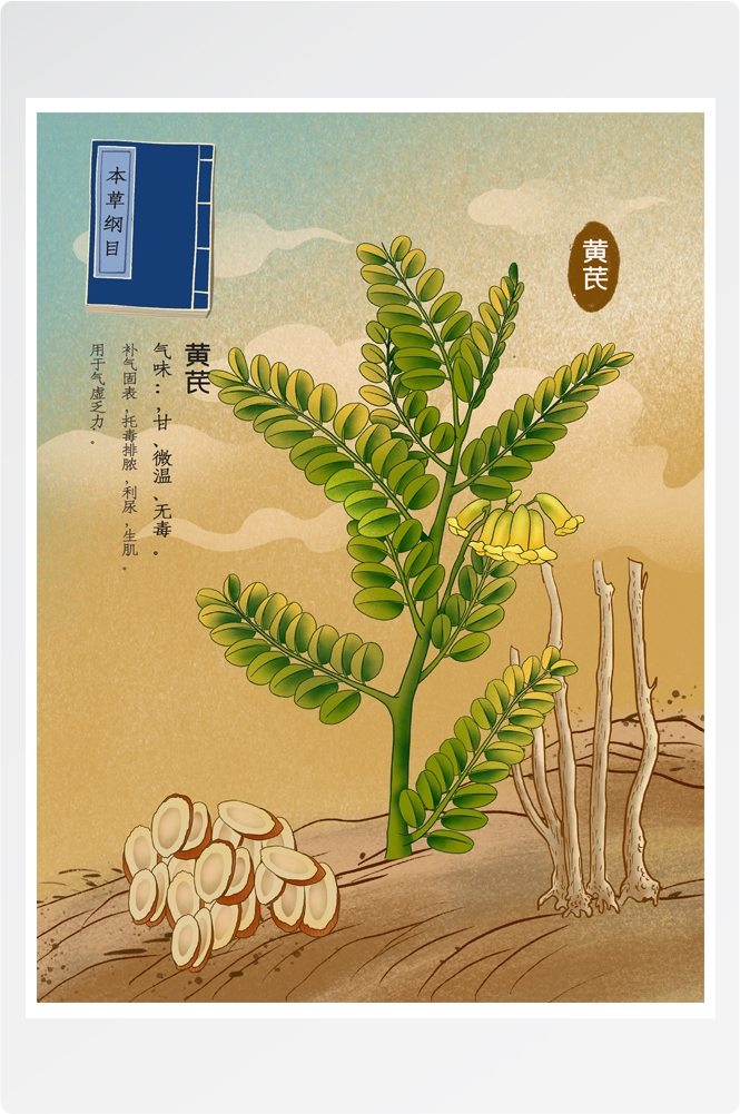 中国传统中医挂画中草药图集插画素材黄芪12