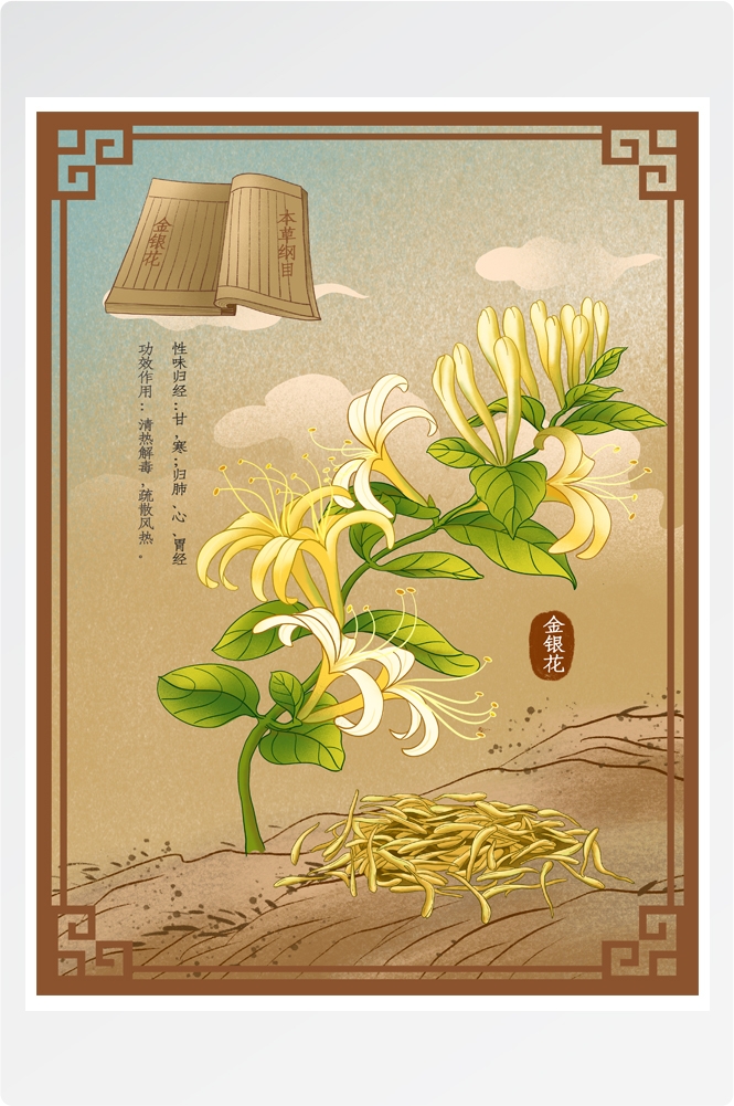 中国传统中医挂画中草药图集插画素材当归6