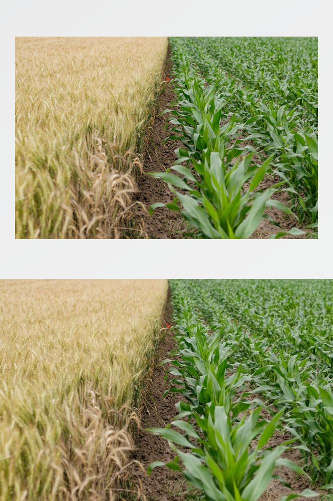 农业生产插秧收割农活高清图片 (18)